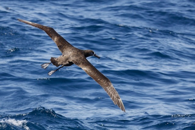 Черноногий альбатрос - ML69157041
