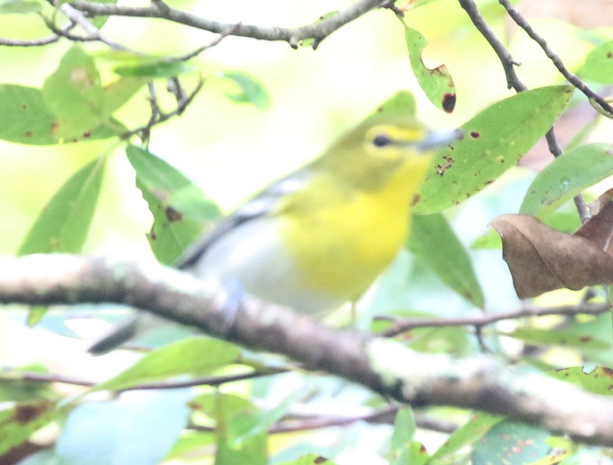Yellow-throated Vireo - Bruce  Purdy