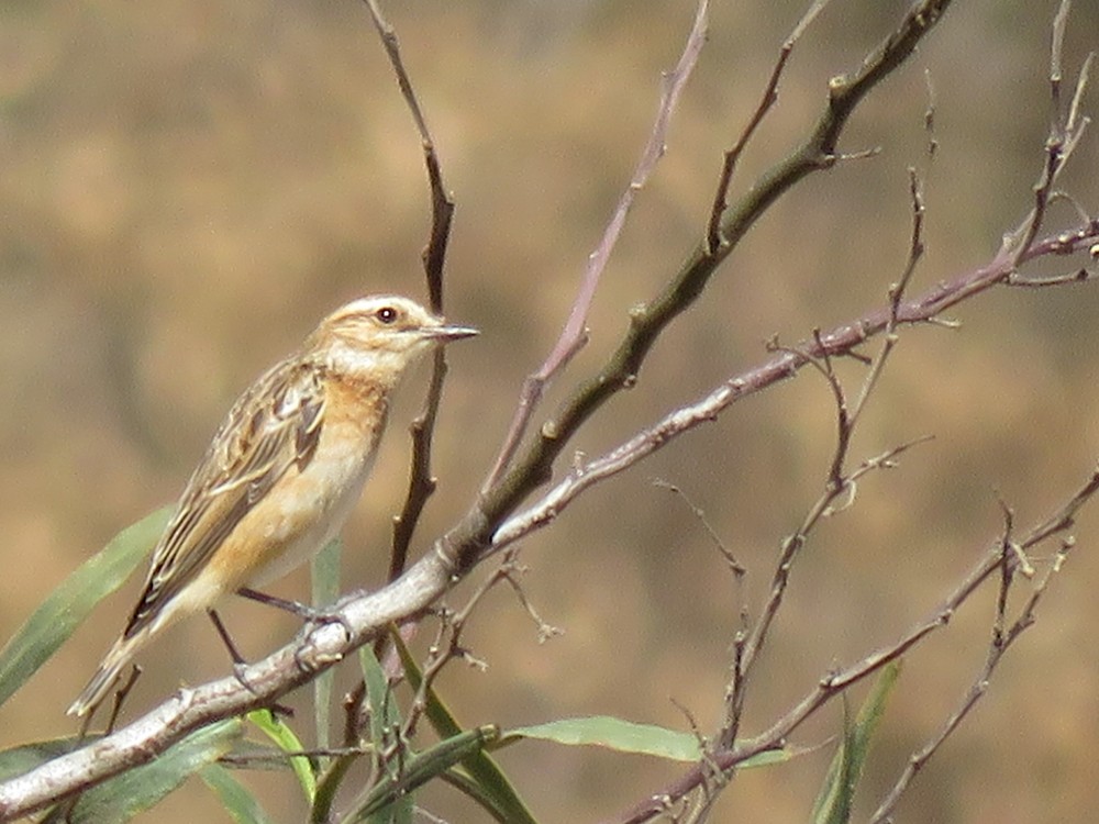 Whinchat - ML69162491