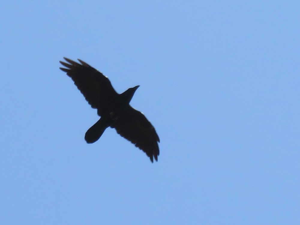 Common Raven - ML69162601