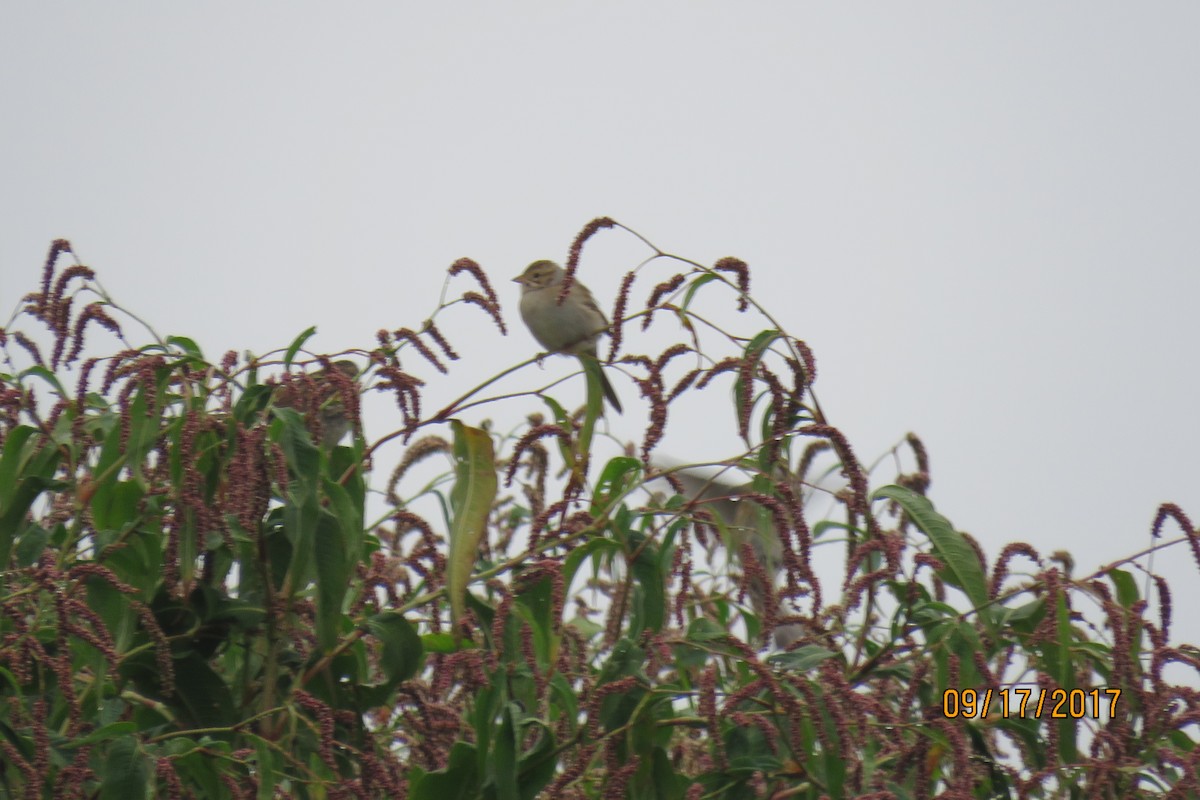 Clay-colored Sparrow - ML69162981