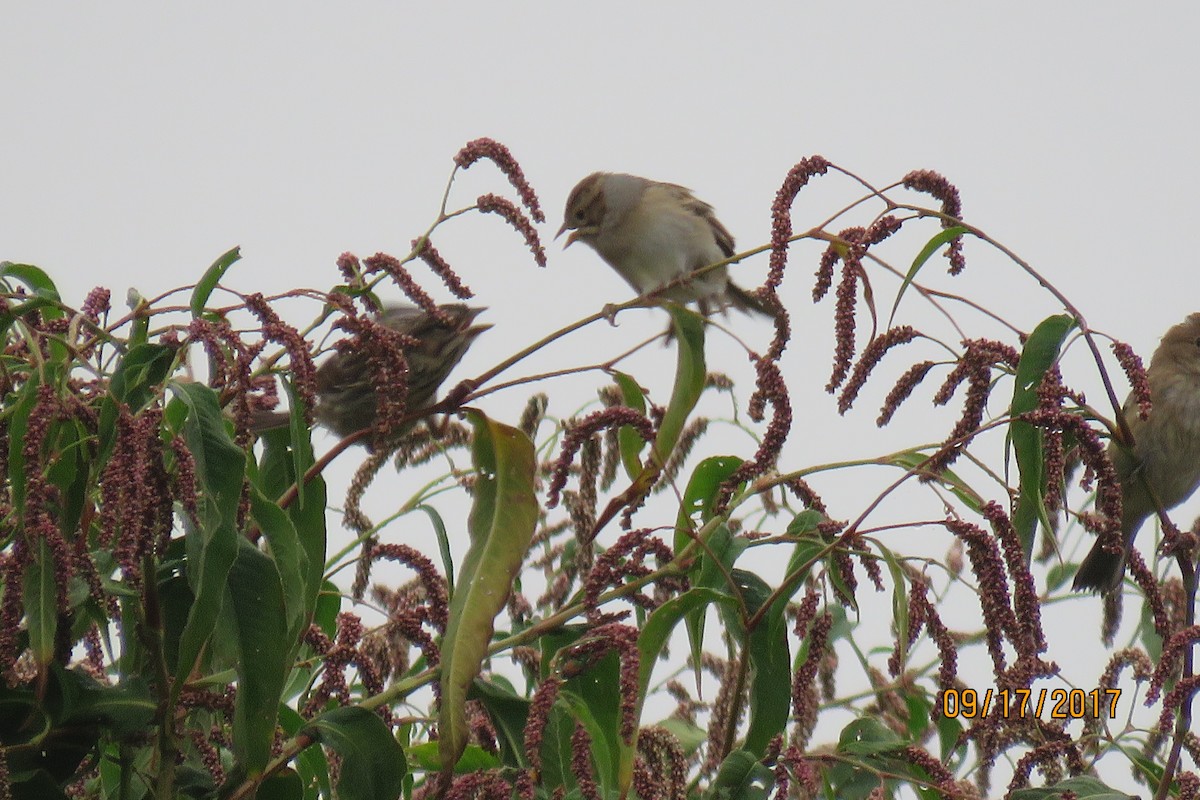 Clay-colored Sparrow - Paul Wolter