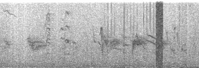 Bataklık Bubusu (sticturus) - ML69163
