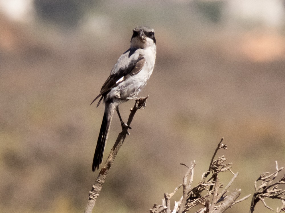 Great Gray Shrike (Sahara) - ML69163091