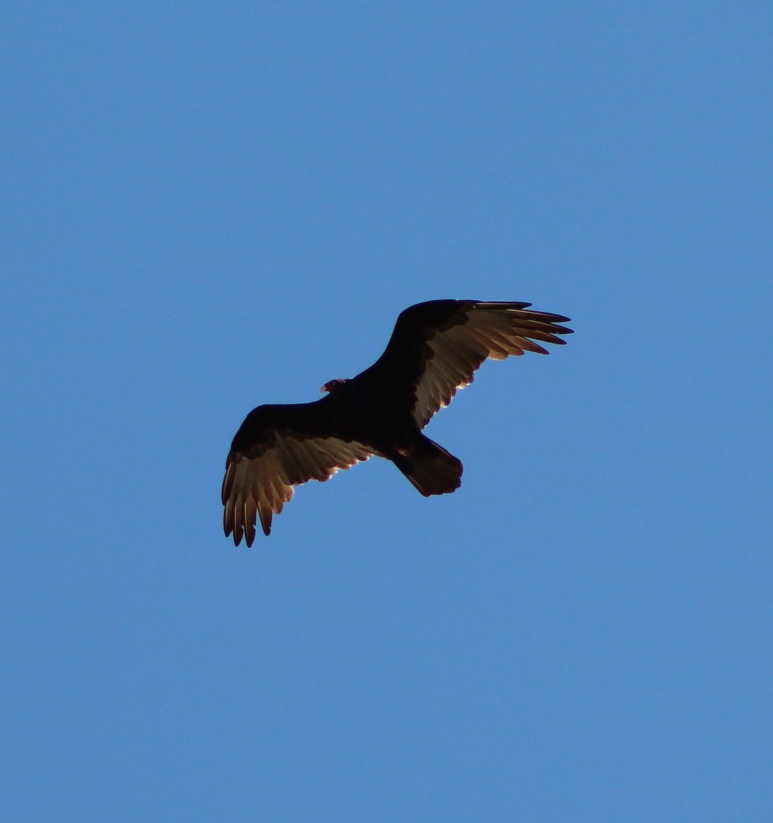 Turkey Vulture - ML69163341