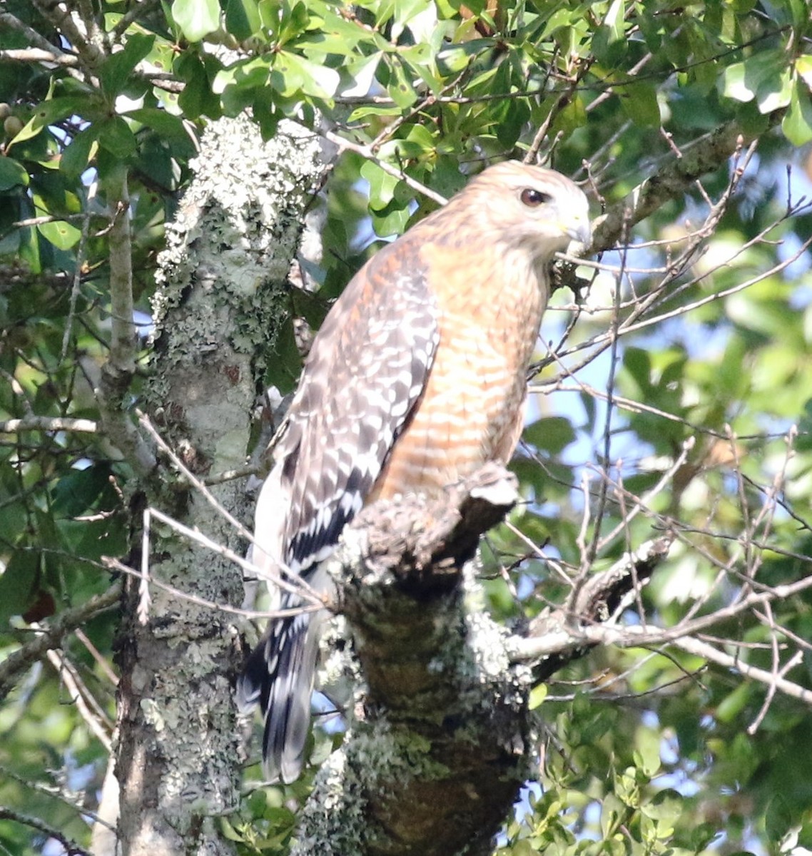Red-shouldered Hawk - Bruce  Purdy