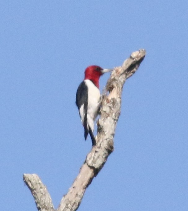 Red-headed Woodpecker - Bruce  Purdy