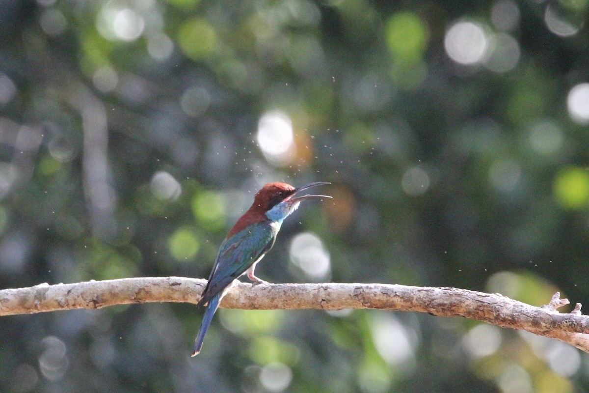 Blue-throated Bee-eater - Robert Gowan