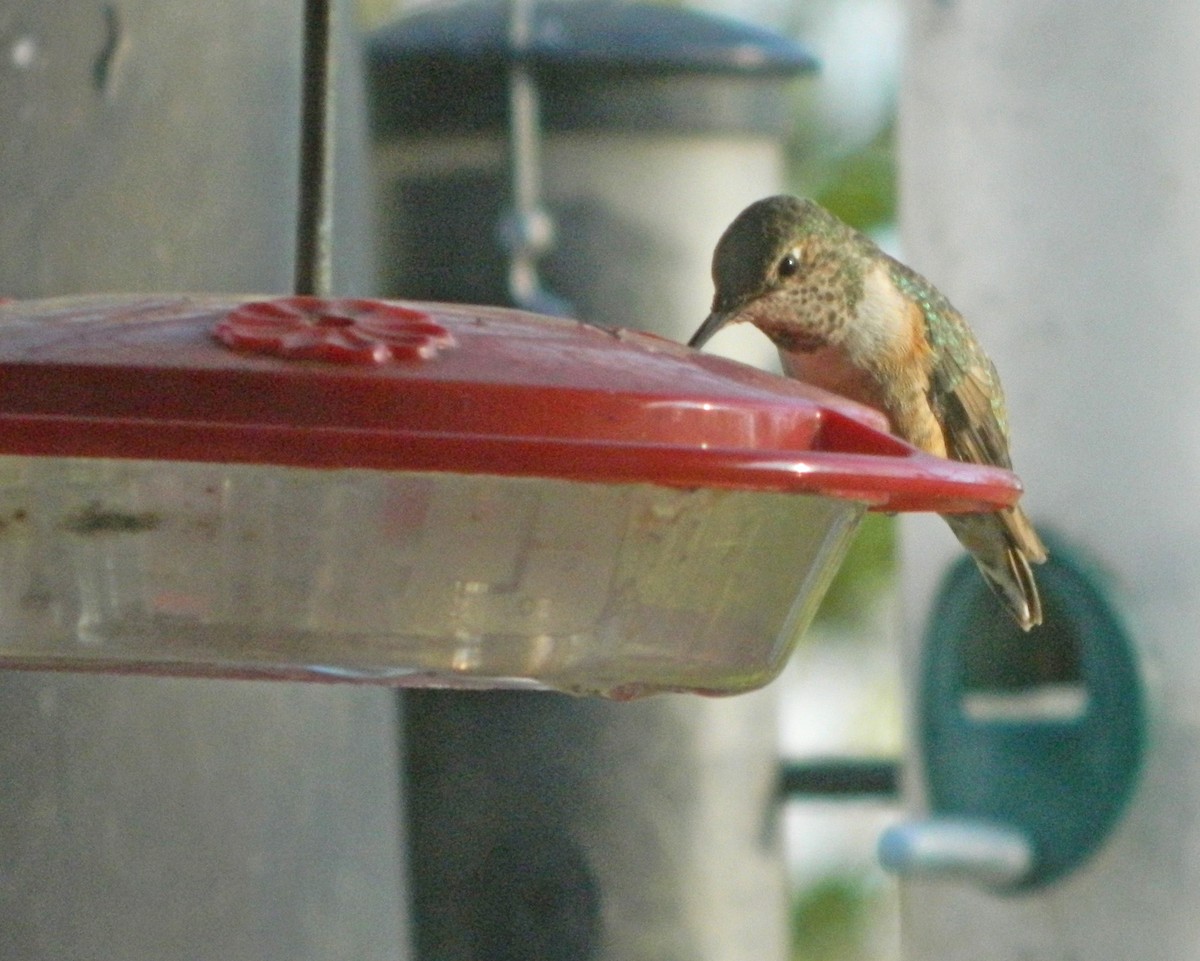 Rufous Hummingbird - Don Gorney