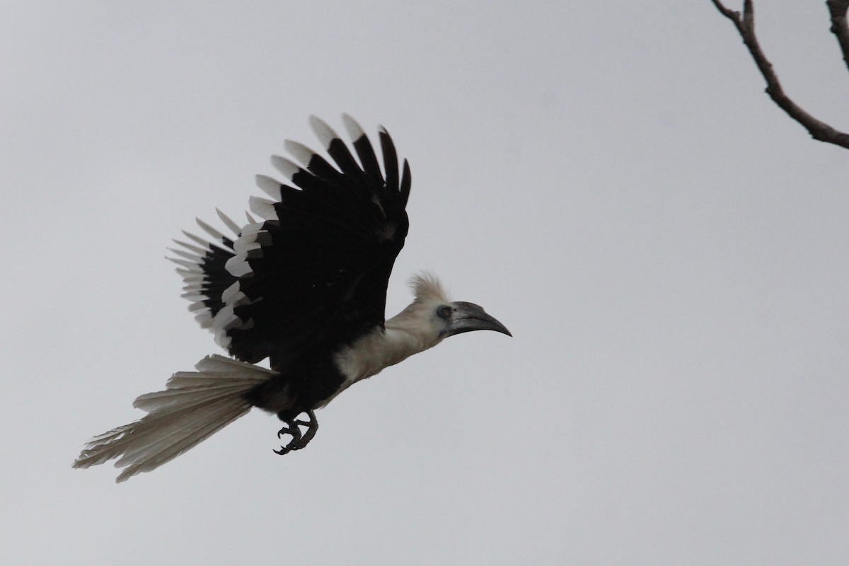 White-crowned Hornbill - ML69165841