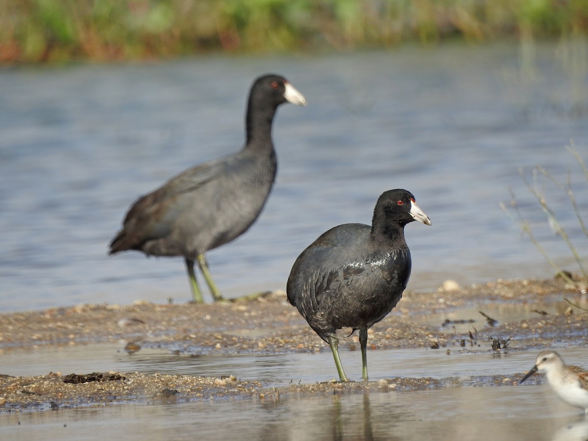 American Coot - Mary Rumple