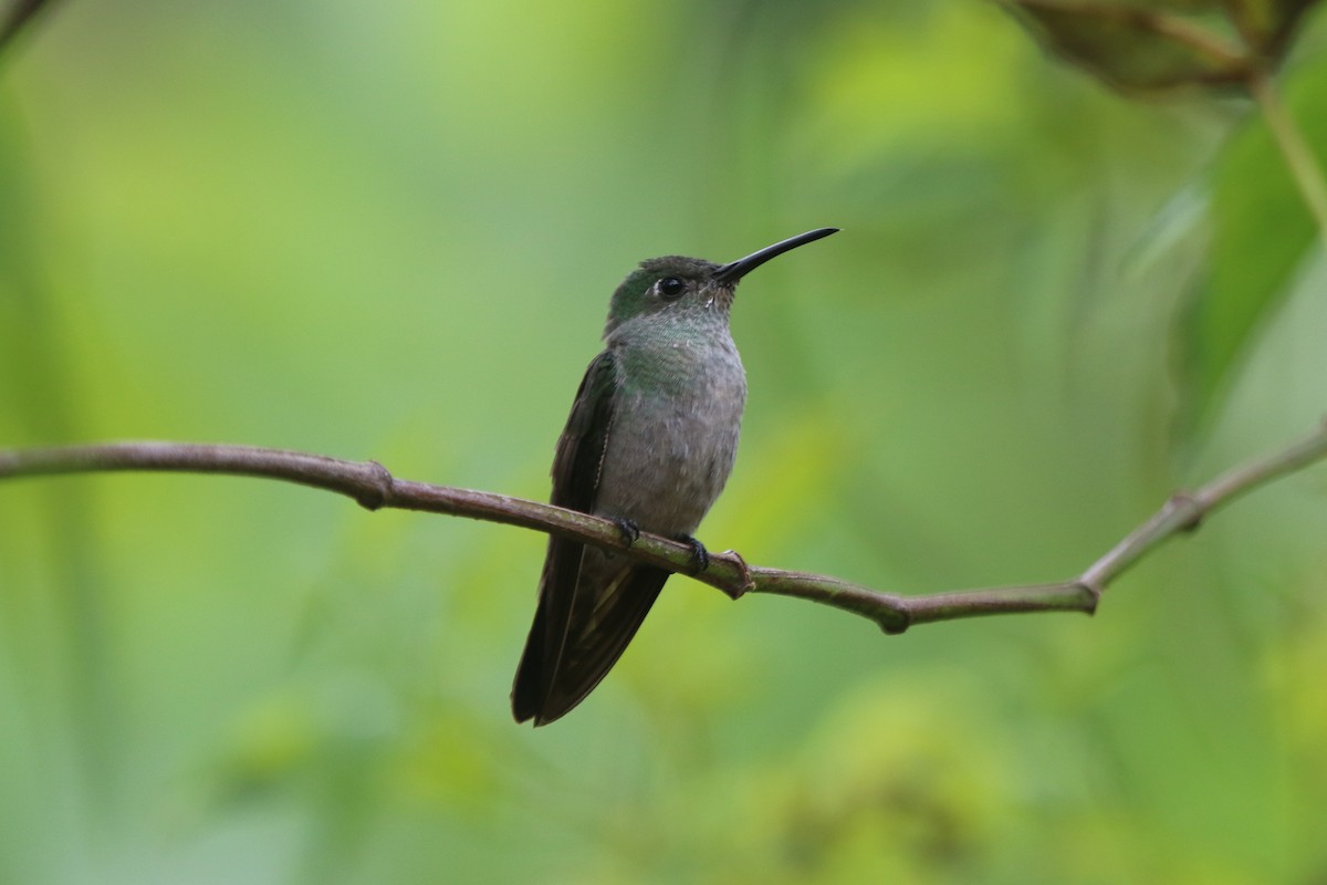 Sombre Hummingbird - ML69167541