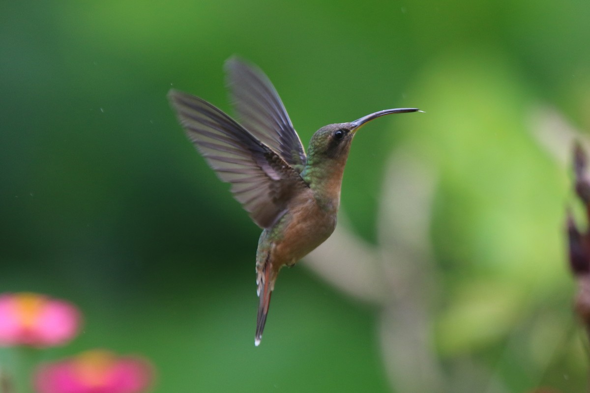 Rufous-breasted Hermit - ML69167981