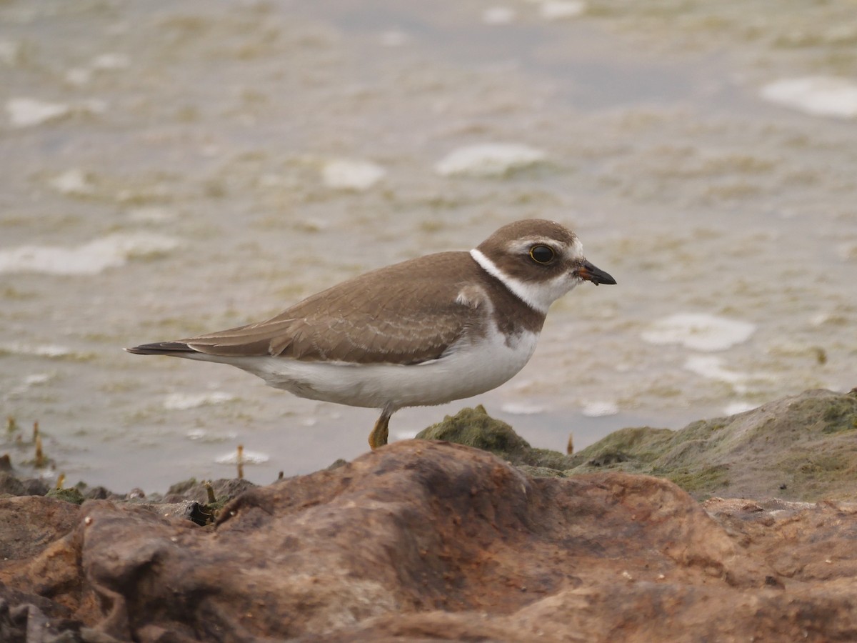 Semipalmated Plover - ML69168341