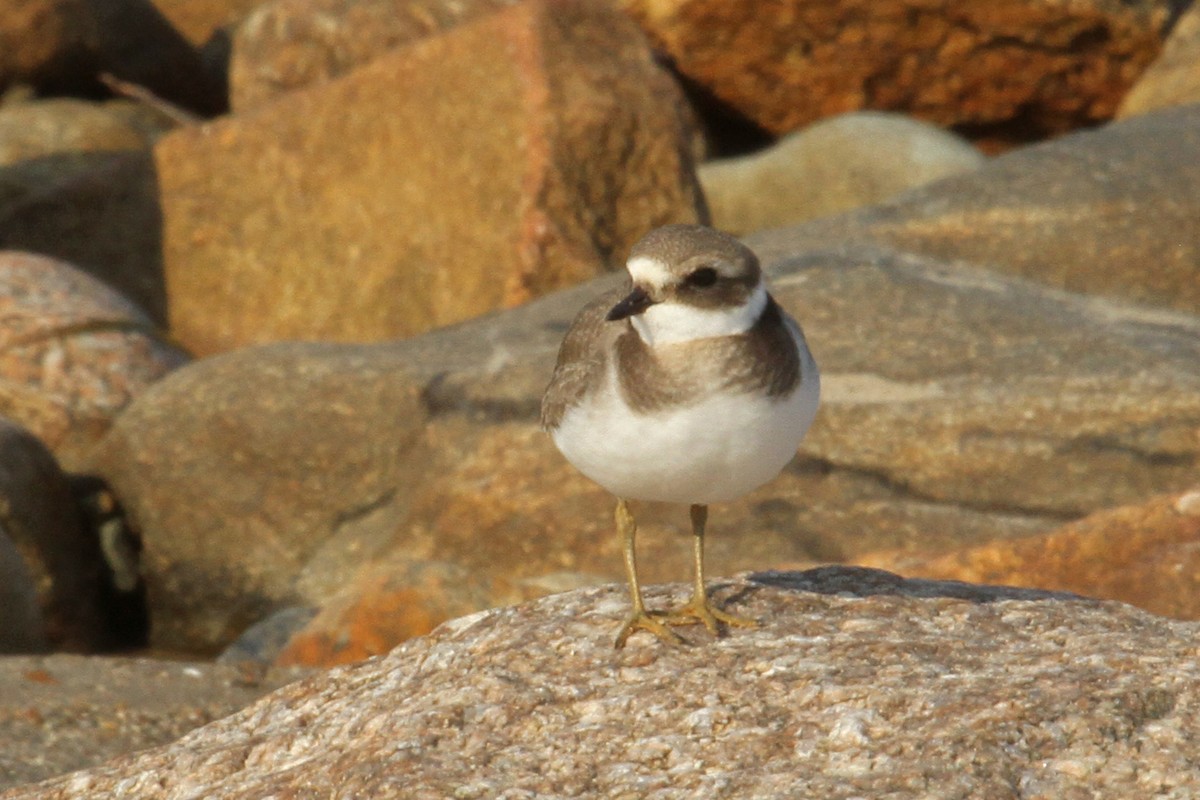 Common Ringed Plover - ML69168551