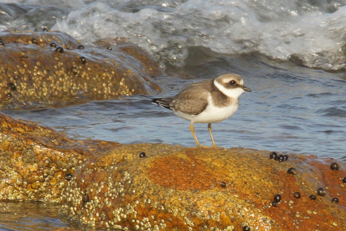Common Ringed Plover - ML69168681