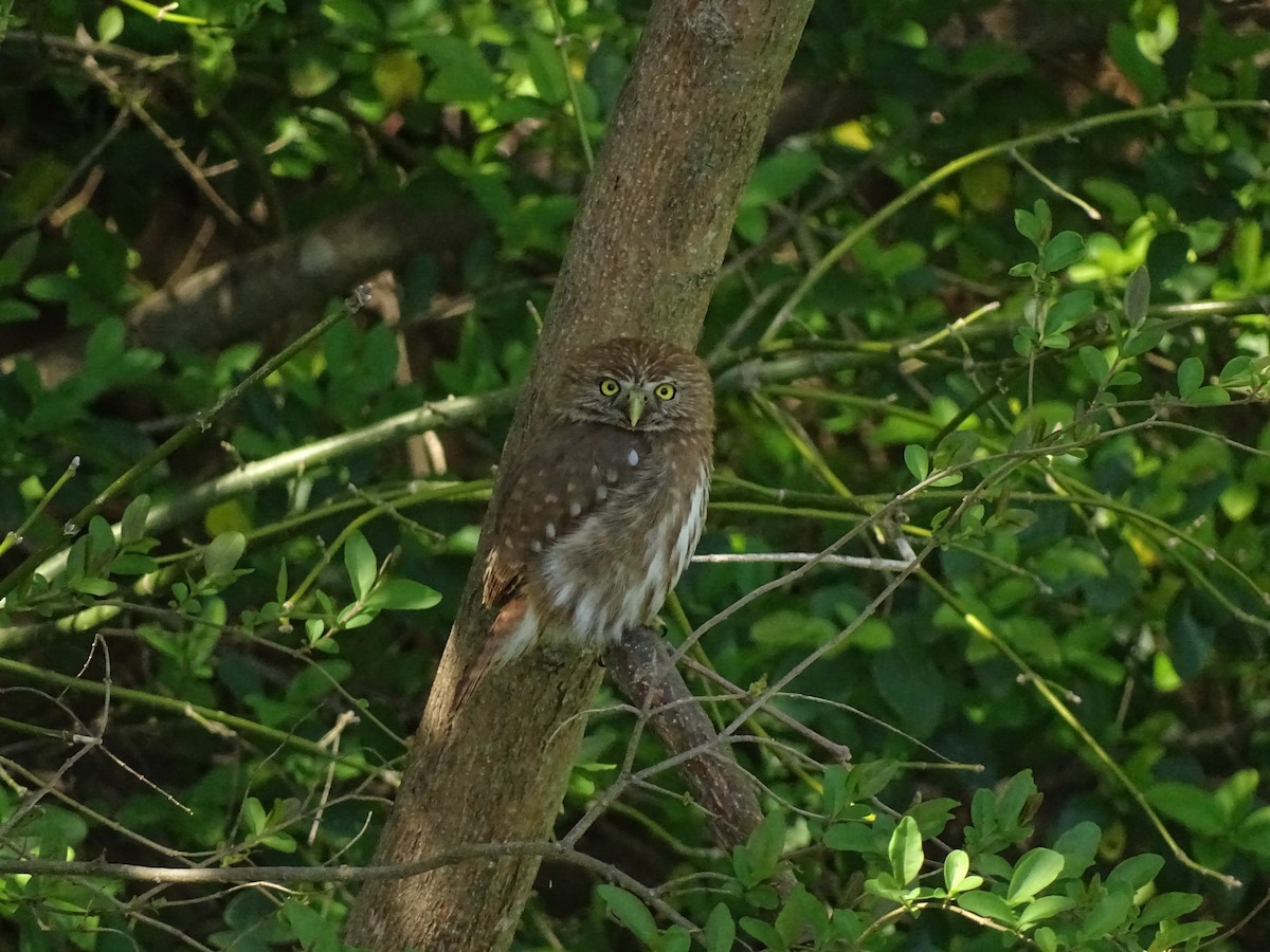 Ferruginous Pygmy-Owl - Club de Observadores de Aves Reserva Ecológica Costanera Norte