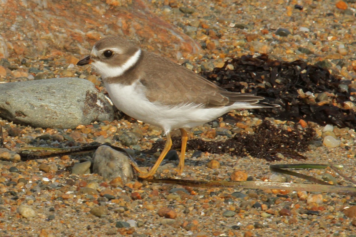Semipalmated Plover - ML69170111
