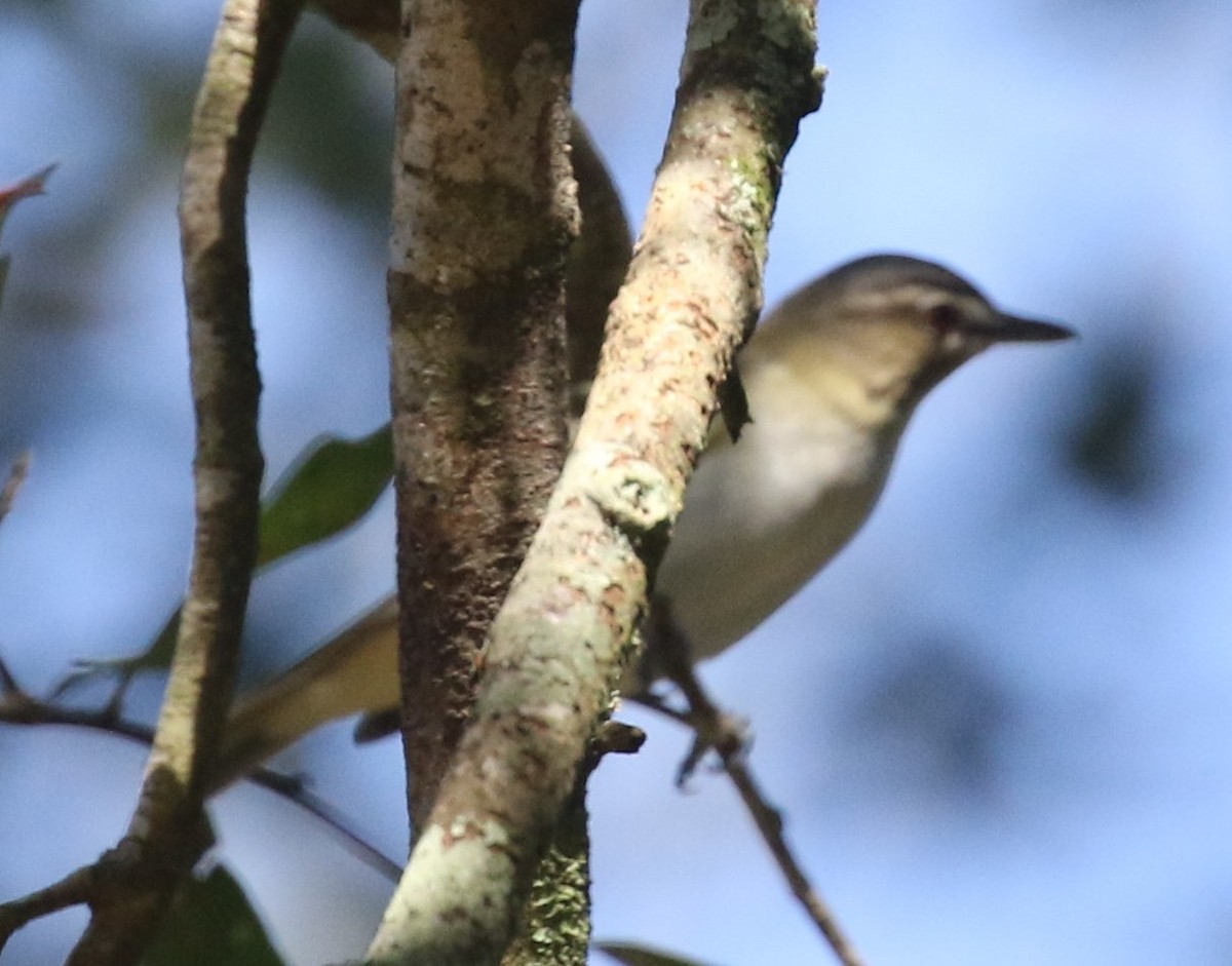 Red-eyed Vireo - Bruce  Purdy