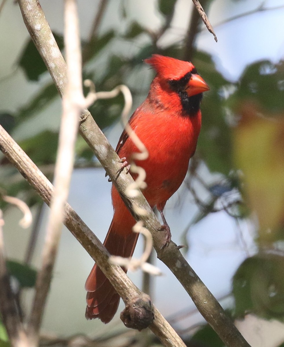 Northern Cardinal - Bruce  Purdy