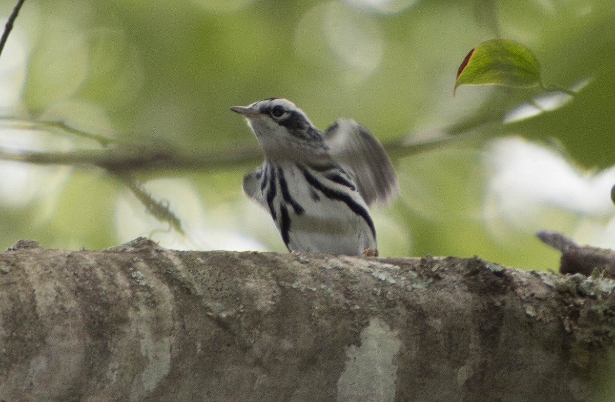 Black-and-white Warbler - ML69171471