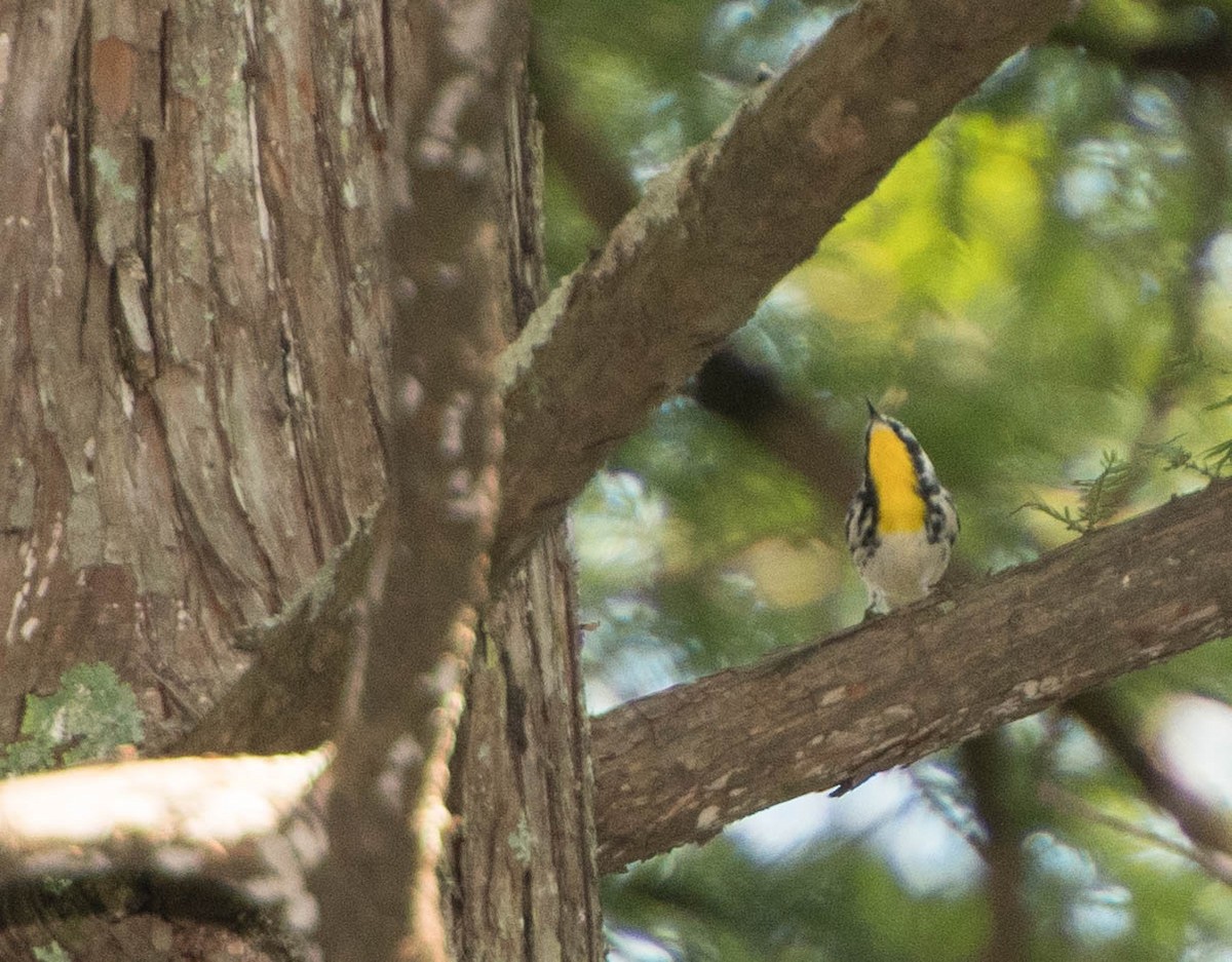 Yellow-throated Warbler - ML69171691