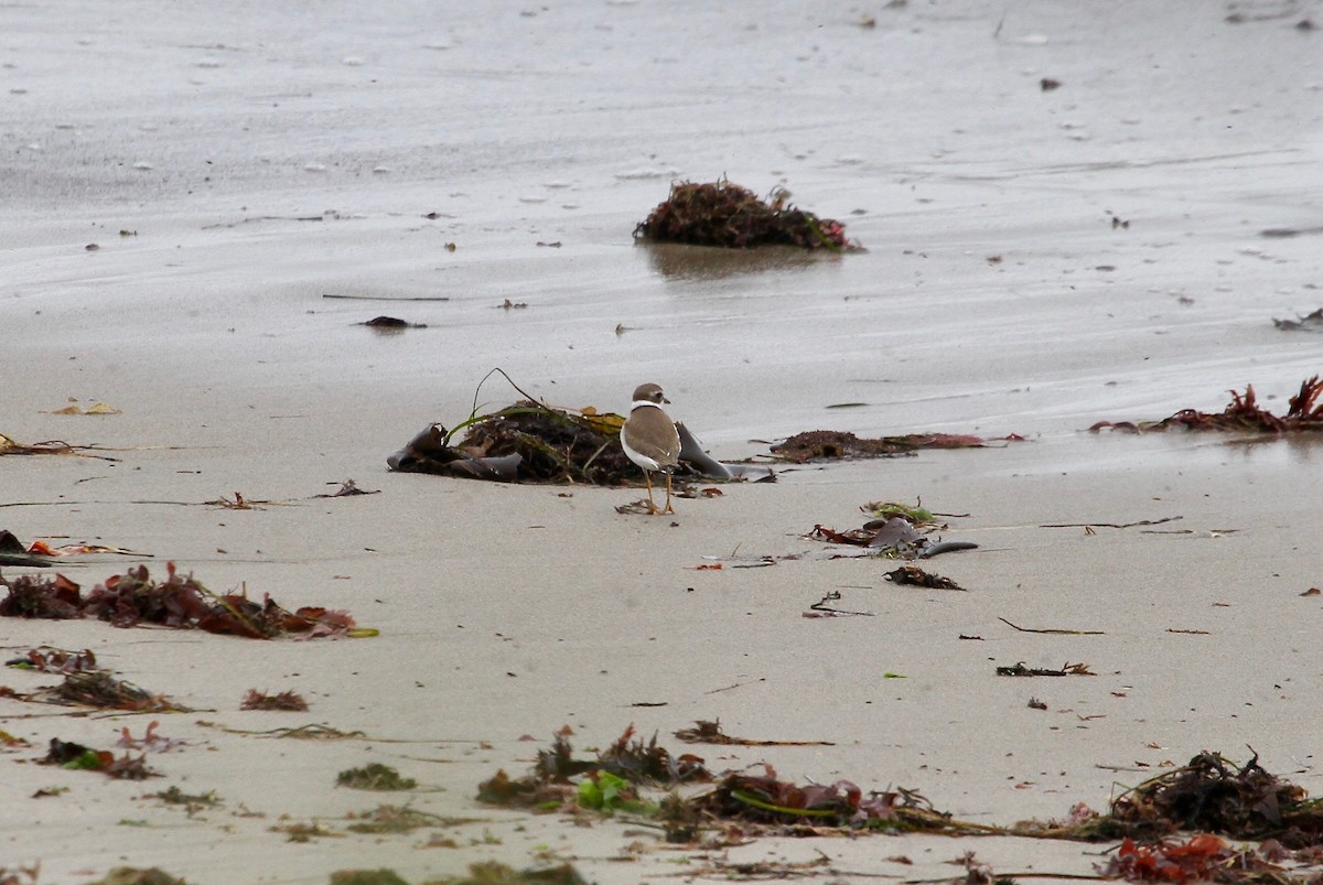 Semipalmated Plover - ML69174001
