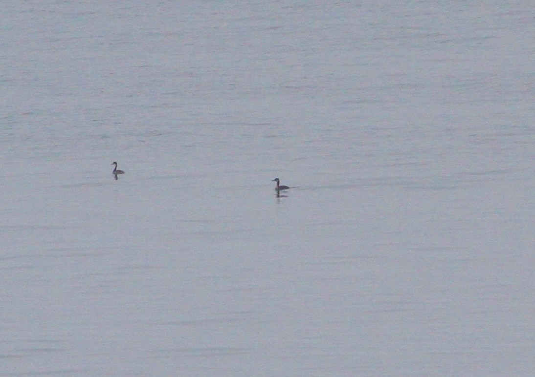 Red-necked Grebe - ML69174291