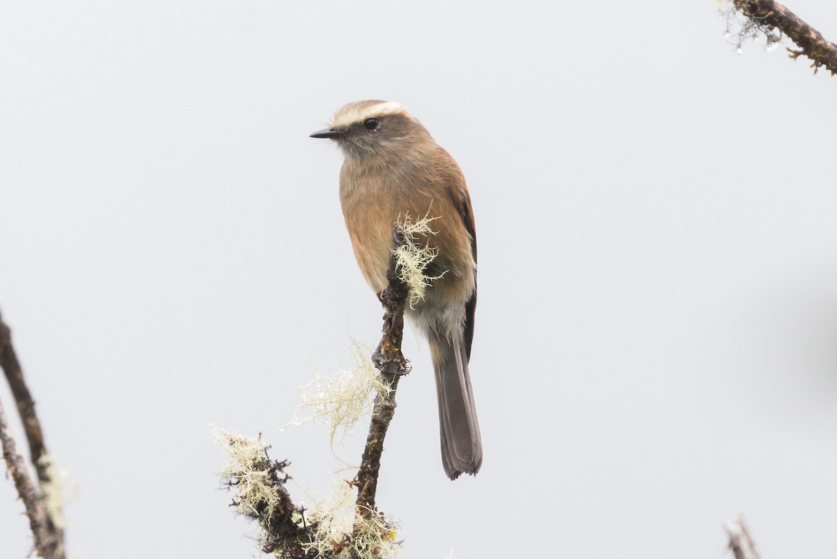 Brown-backed Chat-Tyrant - ML69174701