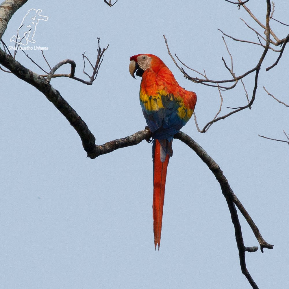Scarlet Macaw - ML69174831