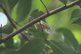  - Orange-bellied Antwren