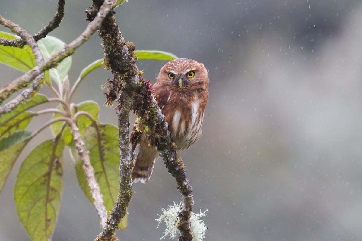 Andean Pygmy-Owl - ML69175171