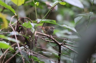  - Scalloped Antbird