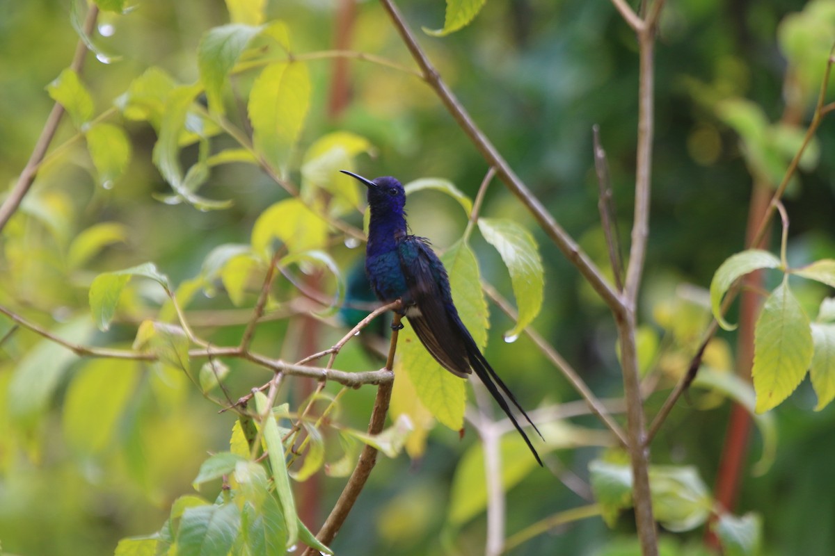 Swallow-tailed Hummingbird - ML69176511