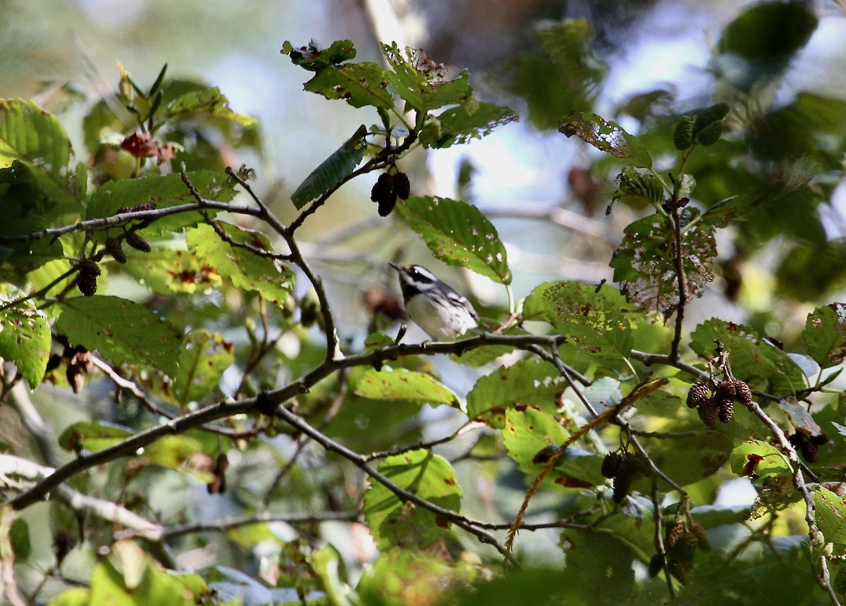 Black-throated Gray Warbler - ML69176951