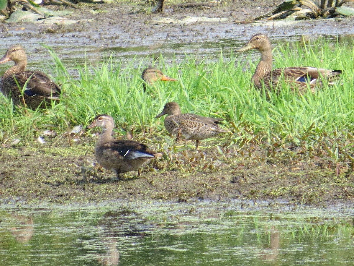 Green-winged Teal - ML69177411