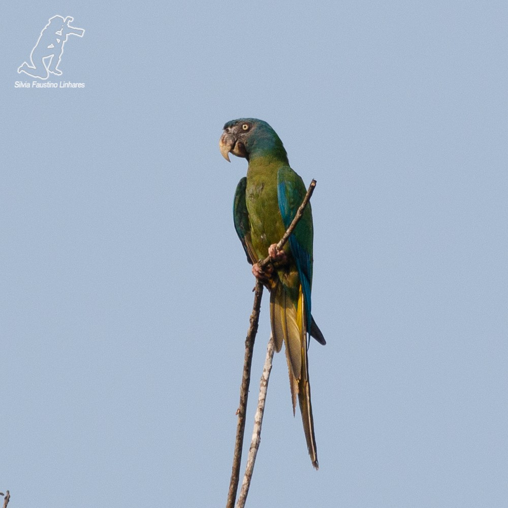 Blue-headed Macaw - Silvia Faustino Linhares