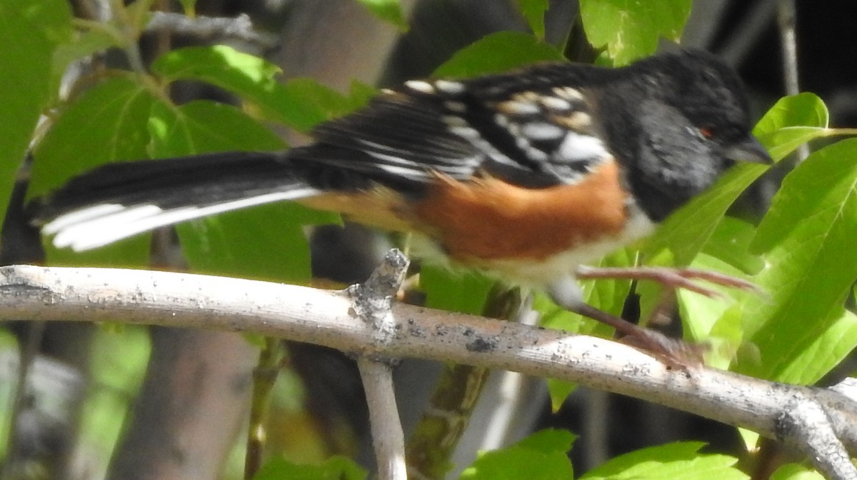 Spotted Towhee - Shane Sater