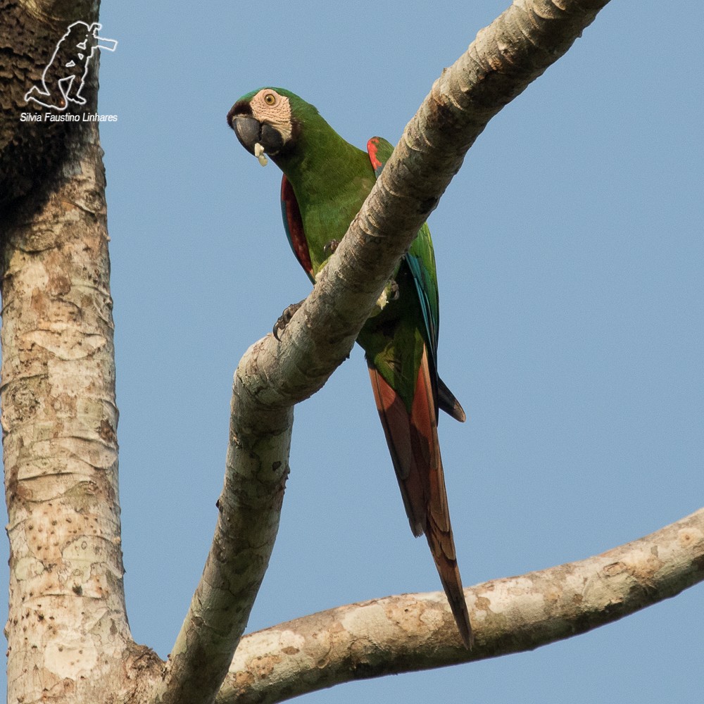 Chestnut-fronted Macaw - ML69177851