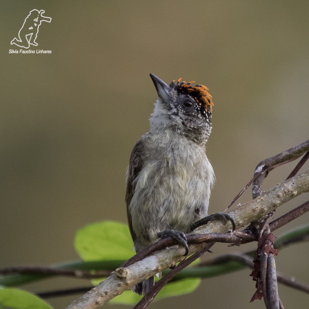 Fine-barred Piculet - ML69177931