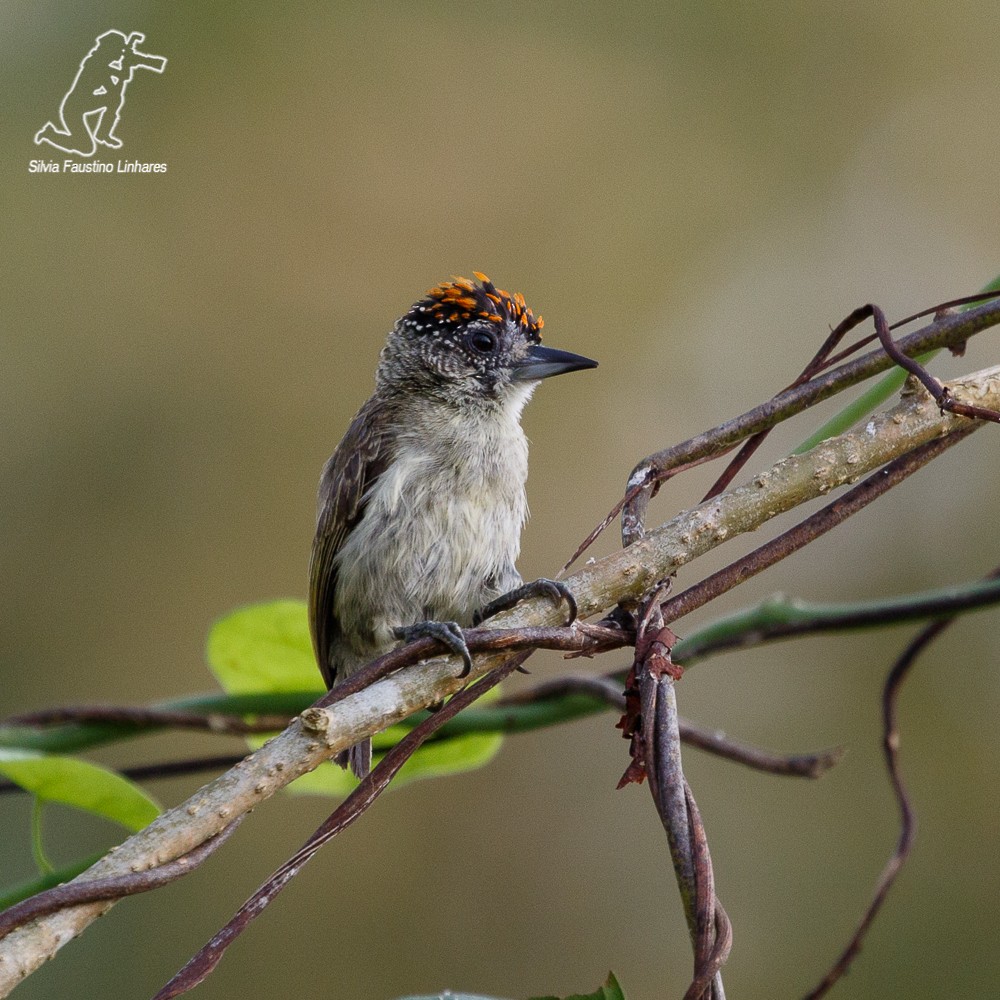 Fine-barred Piculet - ML69178021