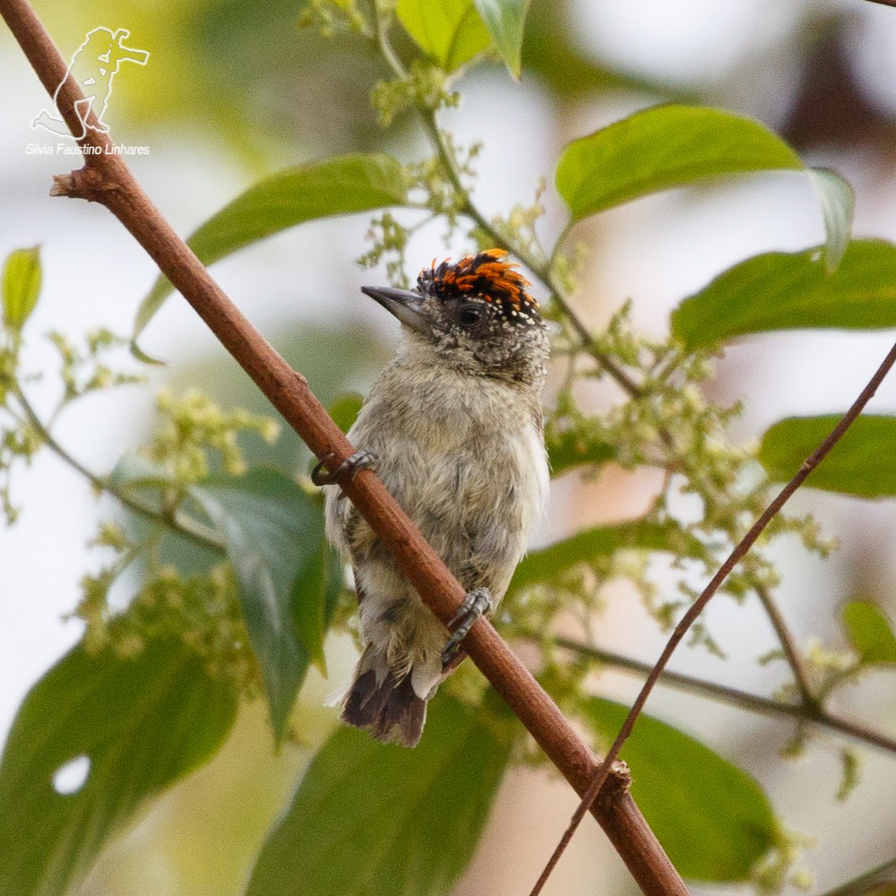 Fine-barred Piculet - ML69178161