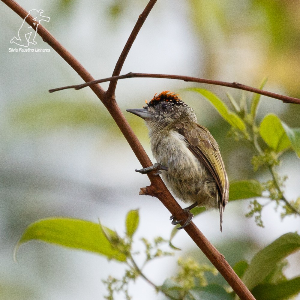 Fine-barred Piculet - ML69178181