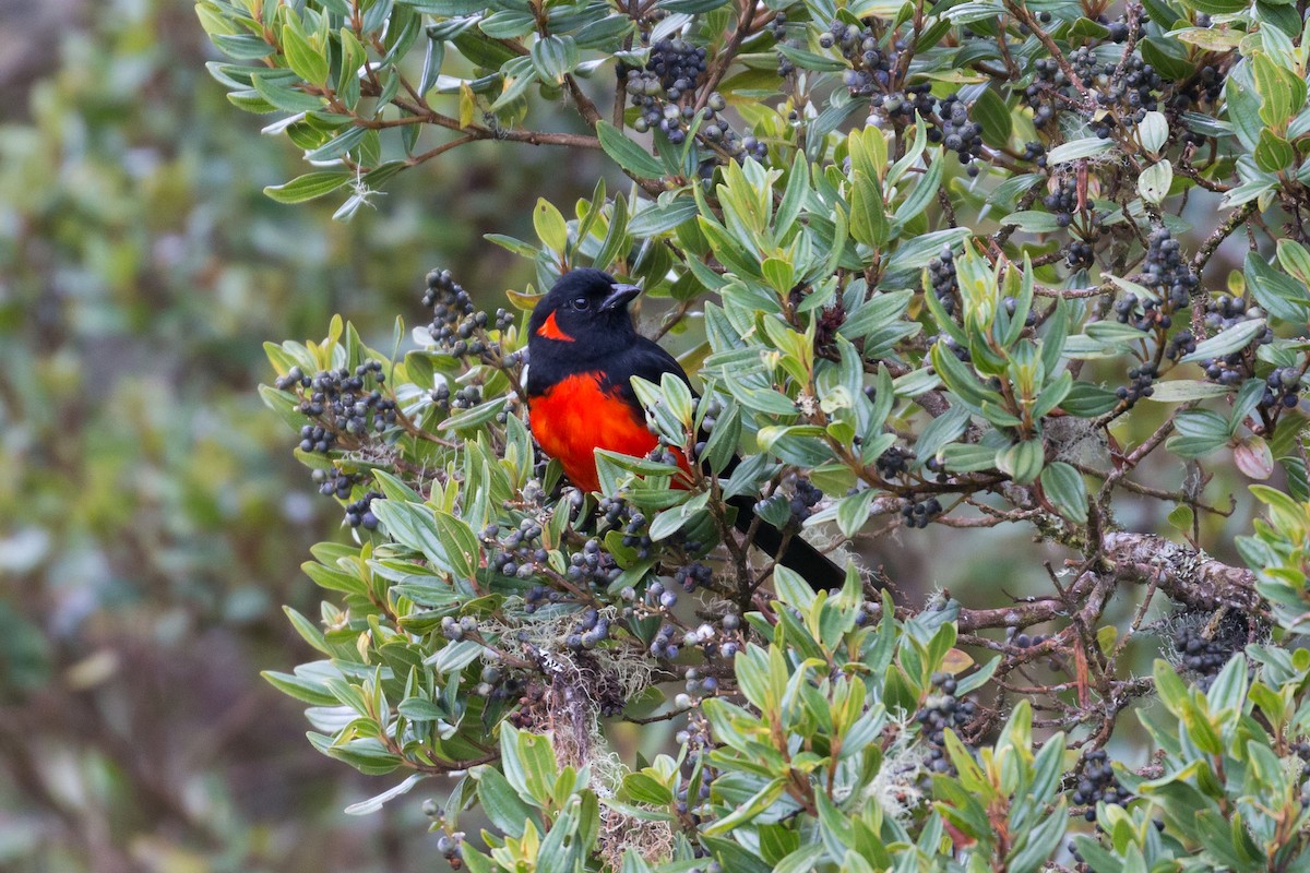 Scarlet-bellied Mountain Tanager - ML69178711