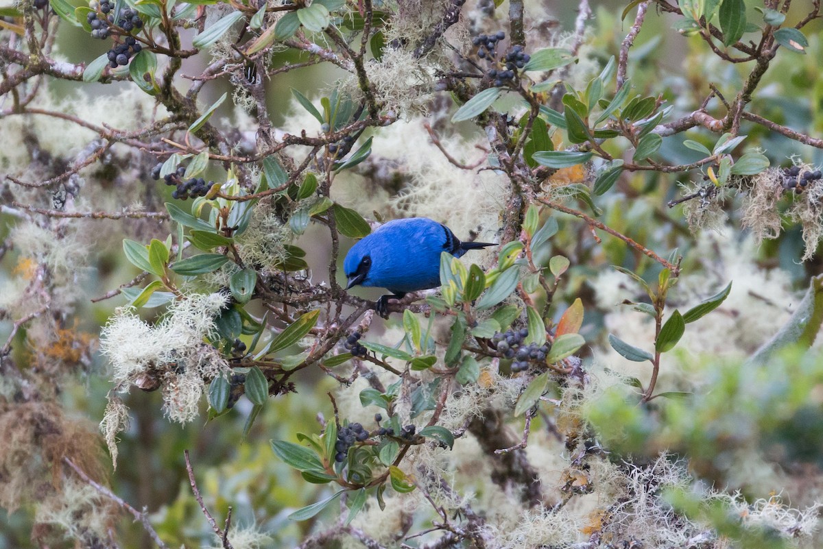 Blue-and-black Tanager - ML69178941