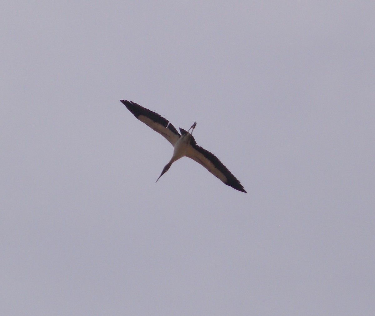 Wood Stork - libicni Rivero