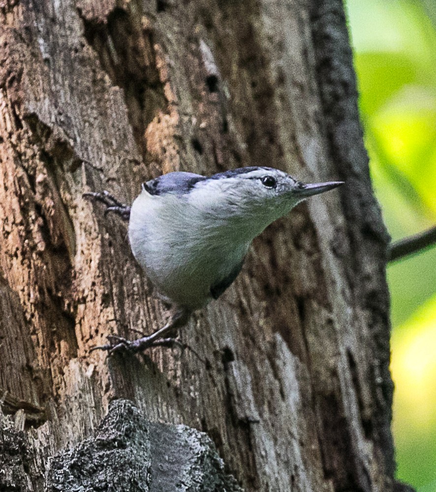 White-breasted Nuthatch - Philip Mitchell