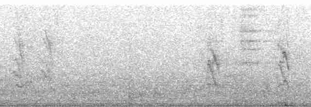 Graulärmvogel - ML69181