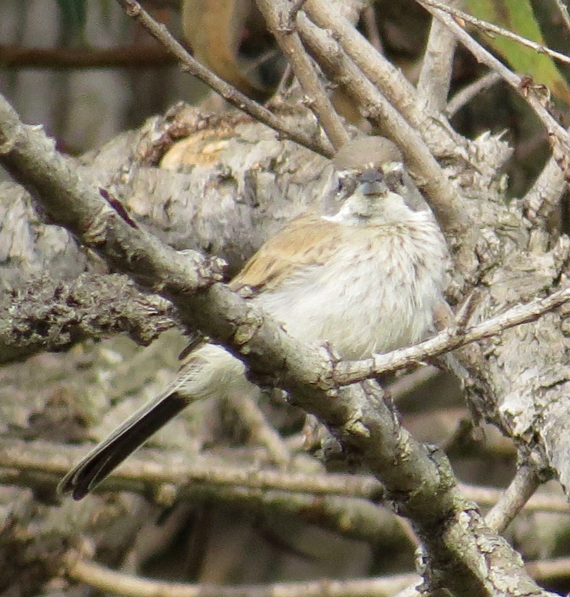 Black-throated Sparrow - ML69182641