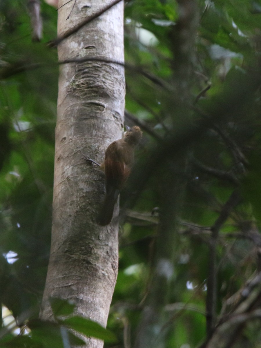 Plain-winged Woodcreeper (Pernambuco) - ML69182751
